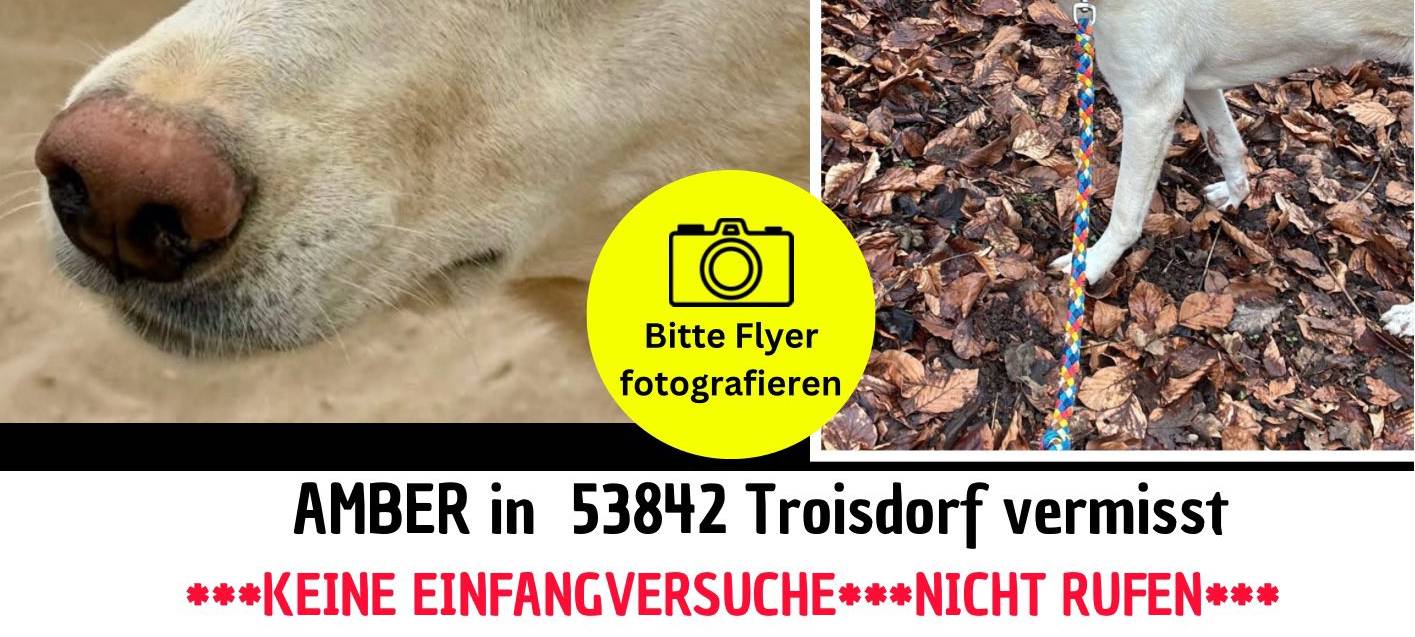 Die Suche nach Amber: Ein Hund ist auf Wanderschaft