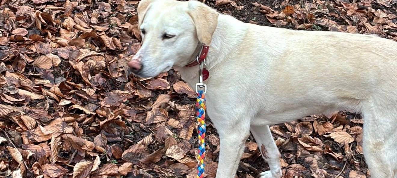 Die Suche nach Amber: Ein Hund ist auf Wanderschaft