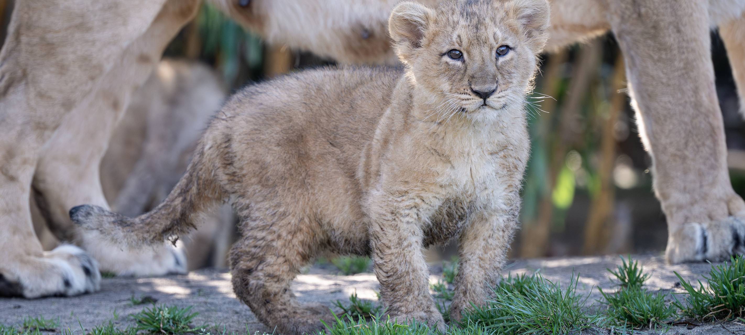 Kölner Zoo stellt drei kleine Asiatische Löwen vor