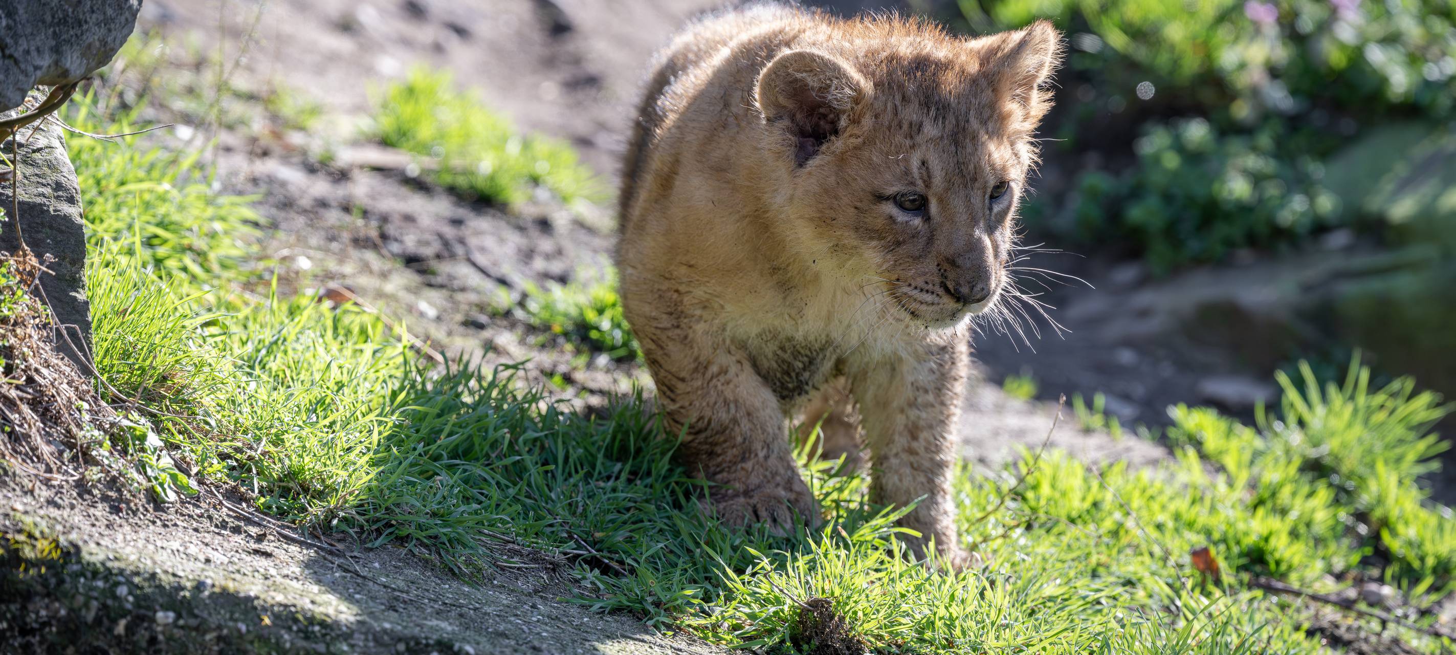 Kölner Zoo stellt drei kleine Asiatische Löwen vor