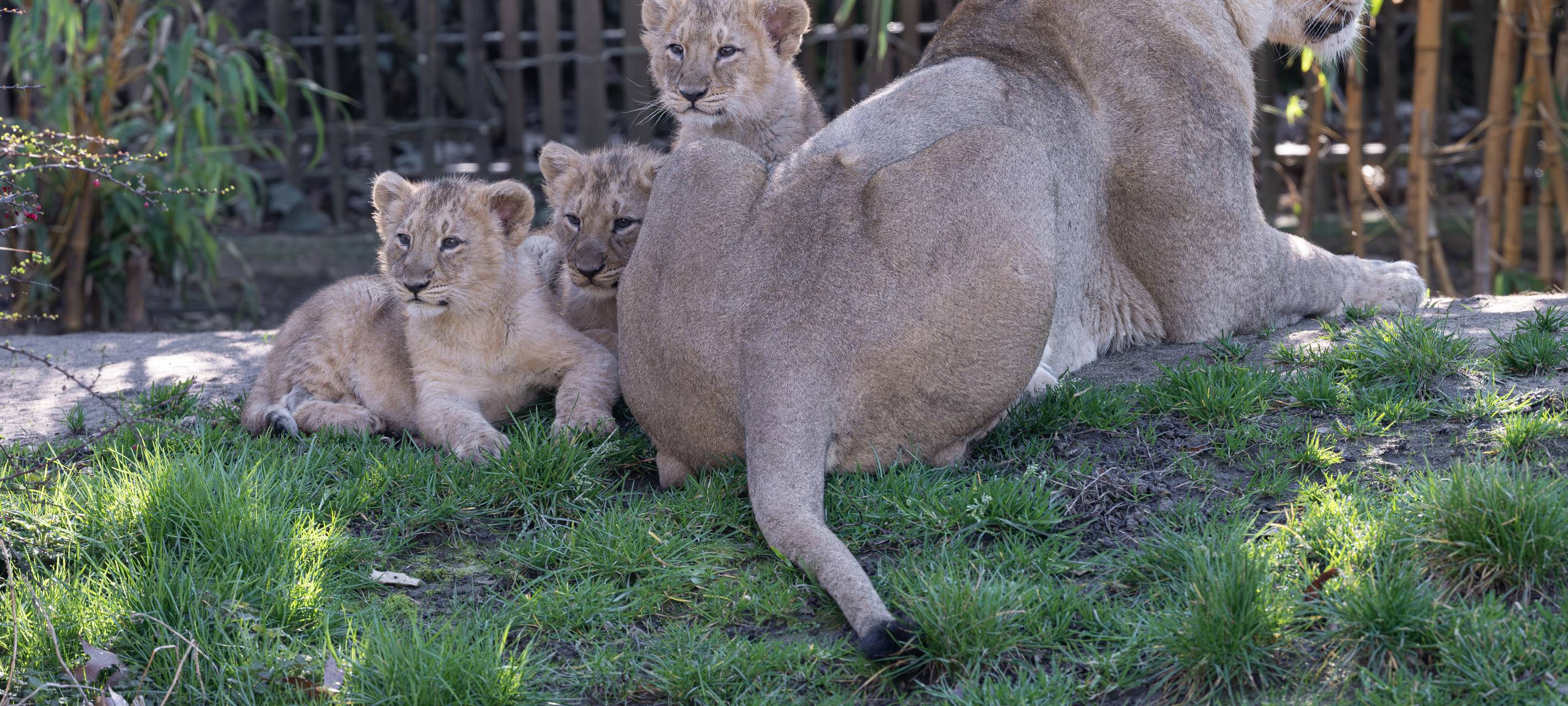 Kölner Zoo stellt drei kleine Asiatische Löwen vor