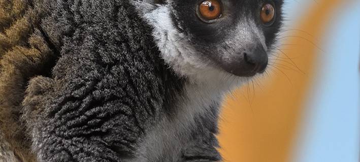 Mission Nachwuchs: Neue Mongozmakis im Kölner Zoo