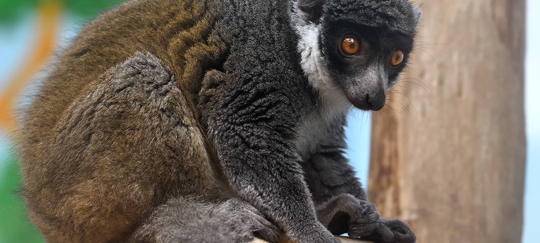 Mission Nachwuchs: Neue Mongozmakis im Kölner Zoo