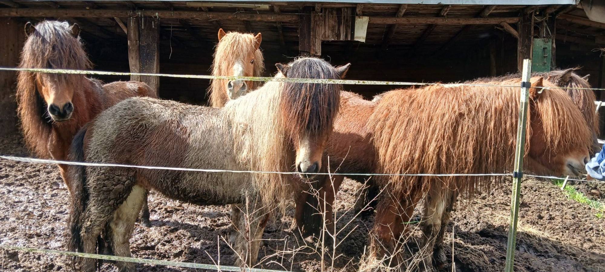 Rhein-Sieg-Kreis versteigert 28 gerettete Island-Ponys