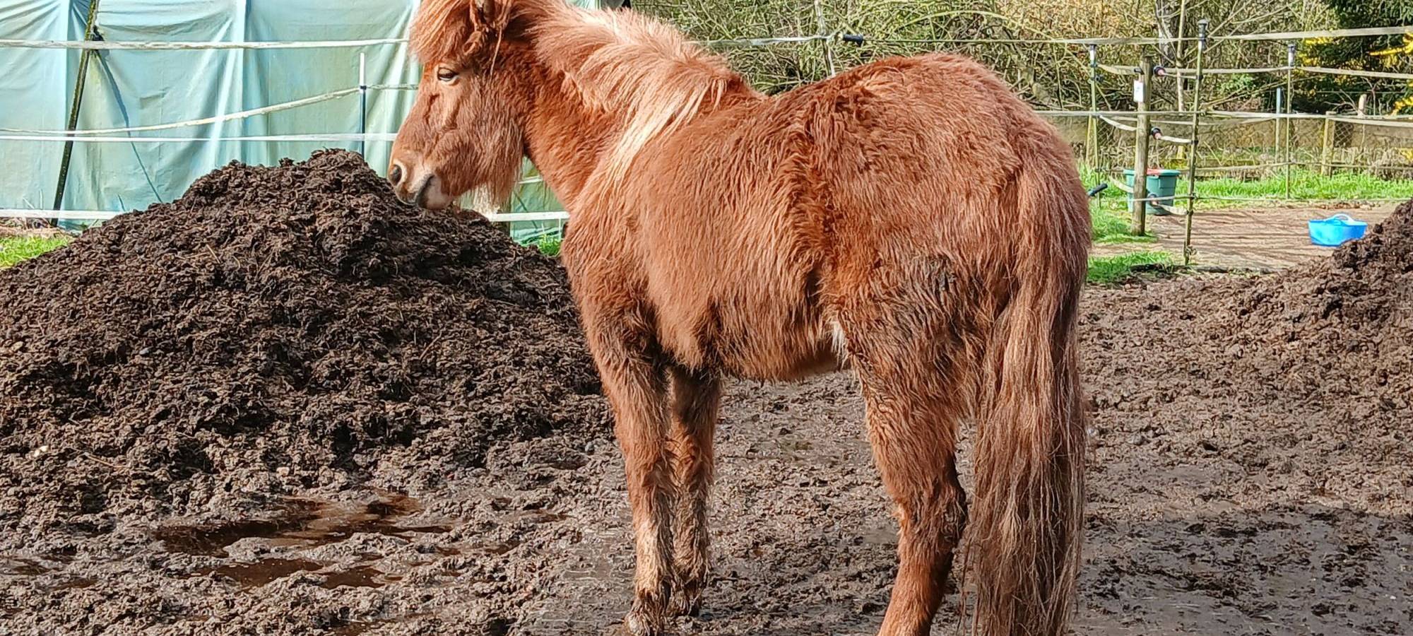 Königswinter: Verwahrloste Pferde gerettet