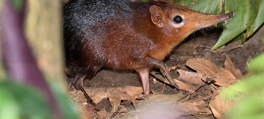 Neue Tierart in Köln: Rüsselhündchen erstmals zu sehen