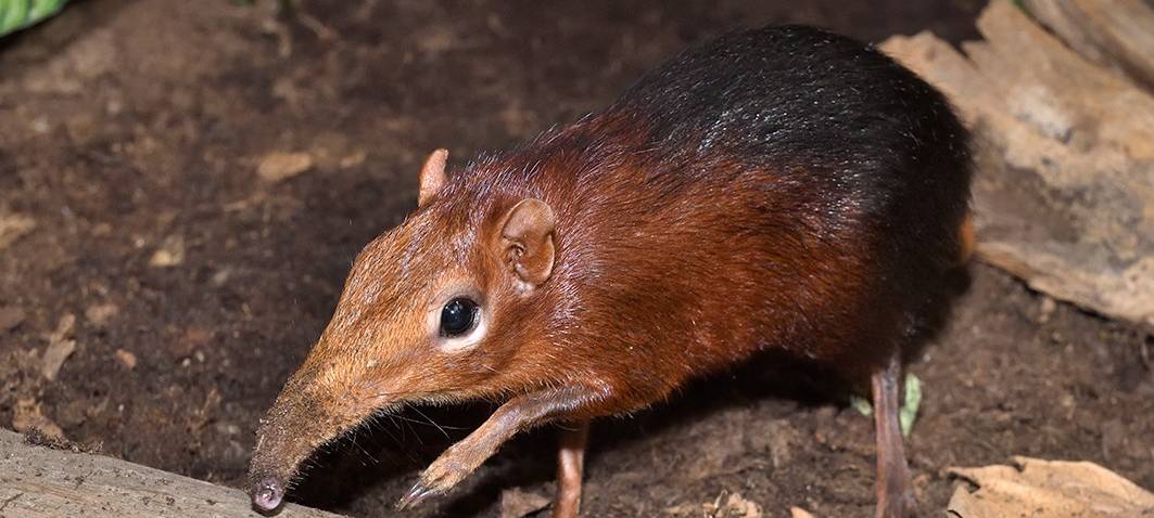 Neue Tierart in Köln: Rüsselhündchen erstmals zu sehen