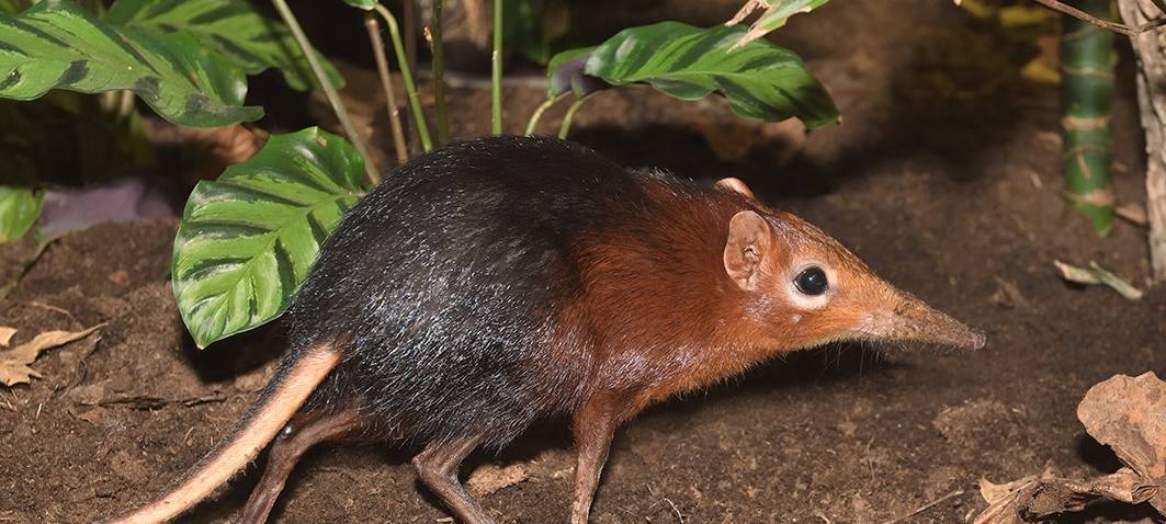 Neue Tierart in Köln: Rüsselhündchen erstmals zu sehen