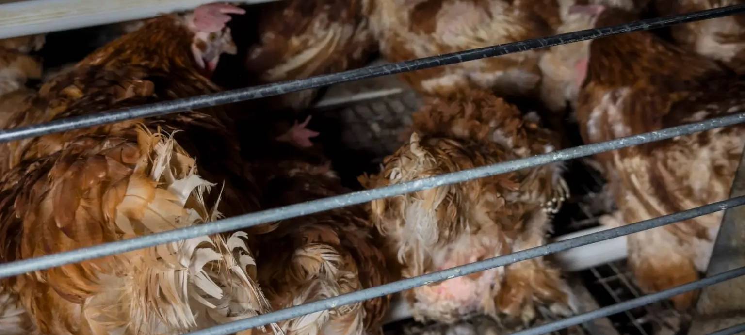Sankt Augustiner Tierschützer finden eingepferchte Hennen