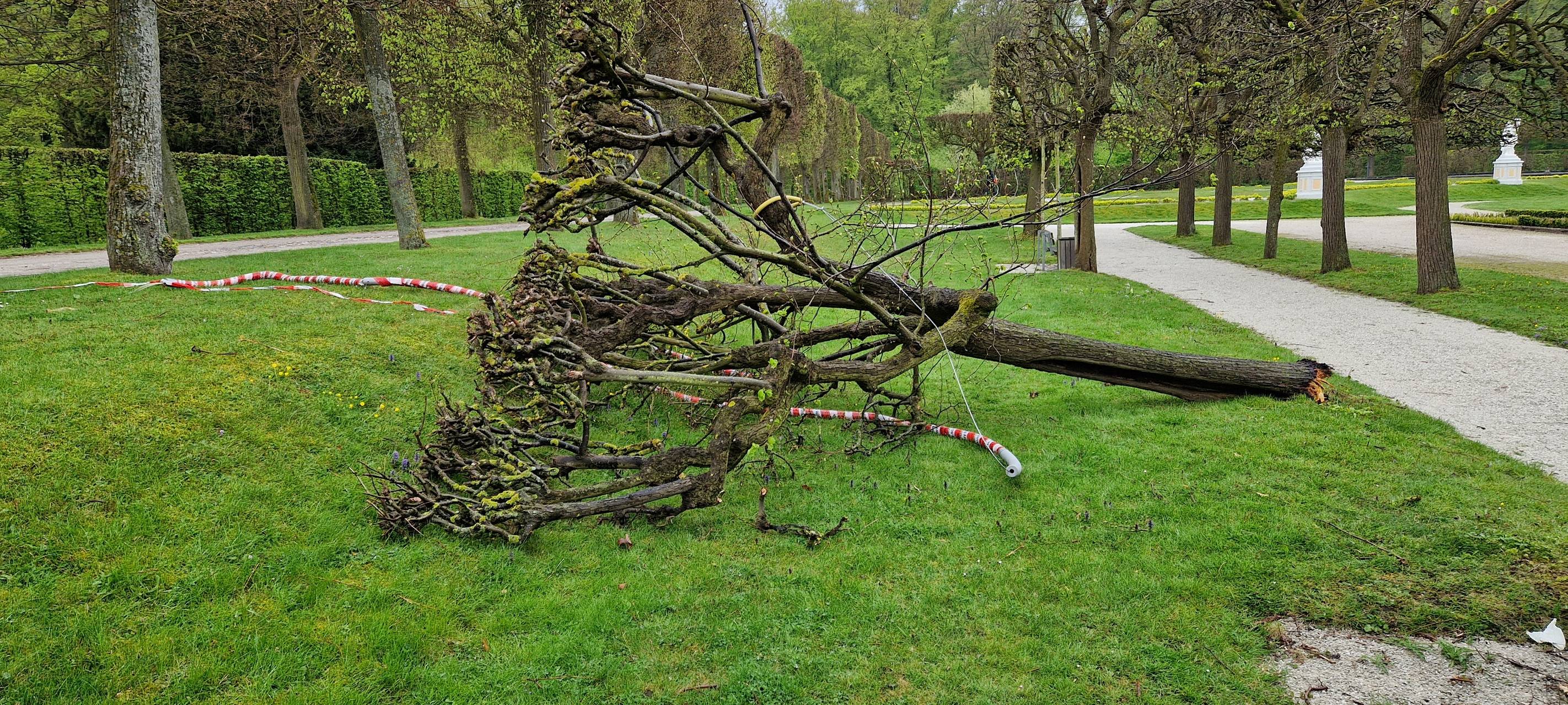Zeuge der Vergangenheit - uralte Linde in Brühl zerstört
