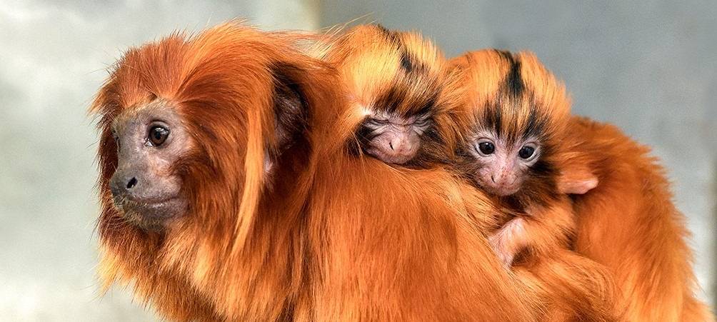 Nachwuchs im Kölner Zoo: Seltene Löwenäffchen geboren