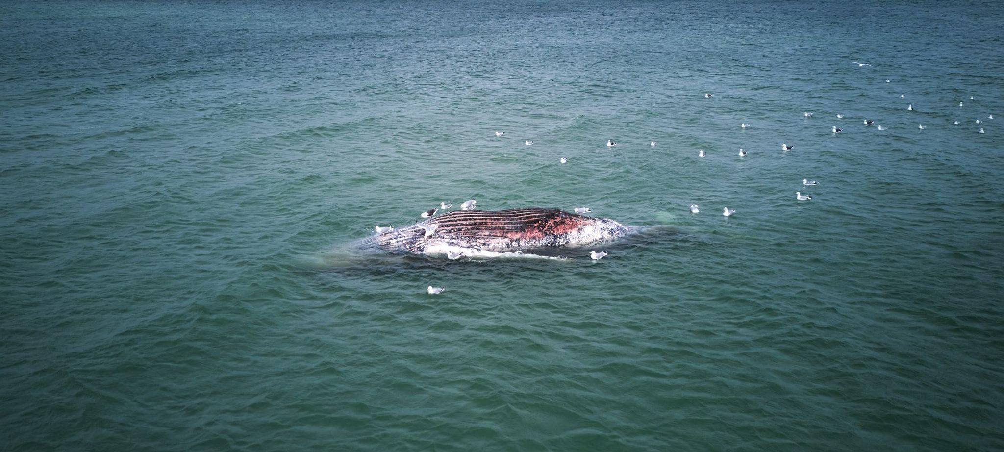Toter Wal vor dänischer Insel Anholt entdeckt
