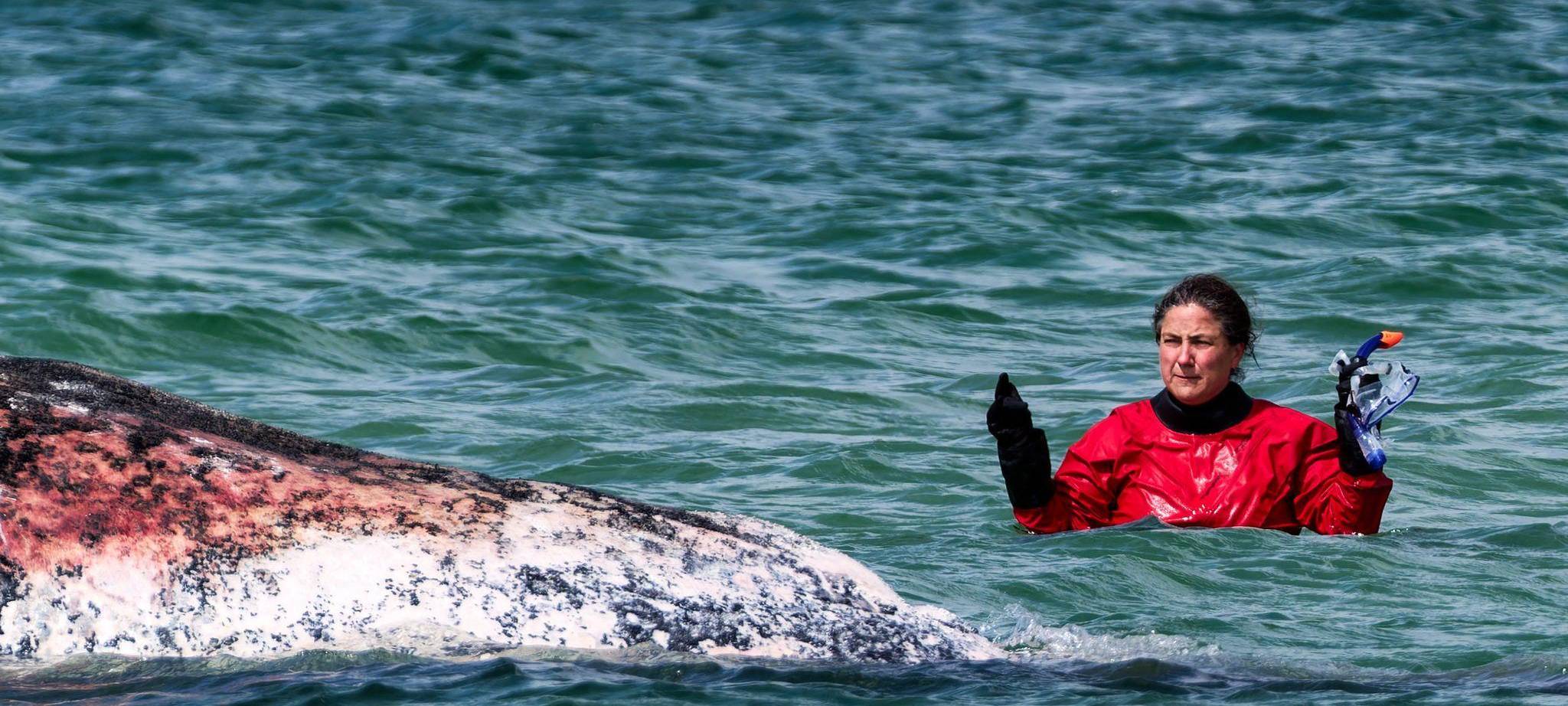 Toter Wal vor dänischer Insel Anholt entdeckt