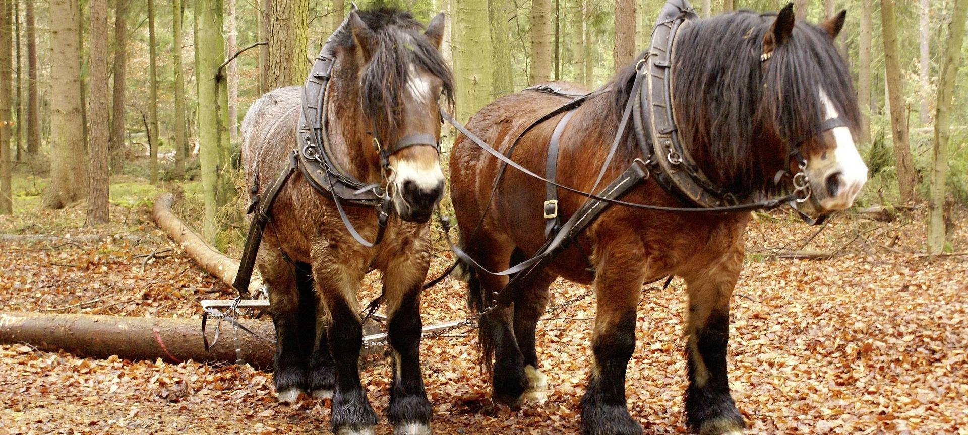 Mehr Rückepferde: Förderung für Waldbesitzer