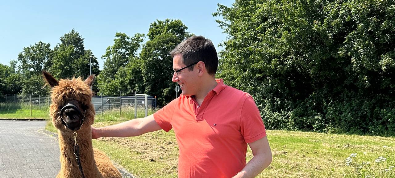 In Sankt Augustin erledigen Alpakas die Grünpflege