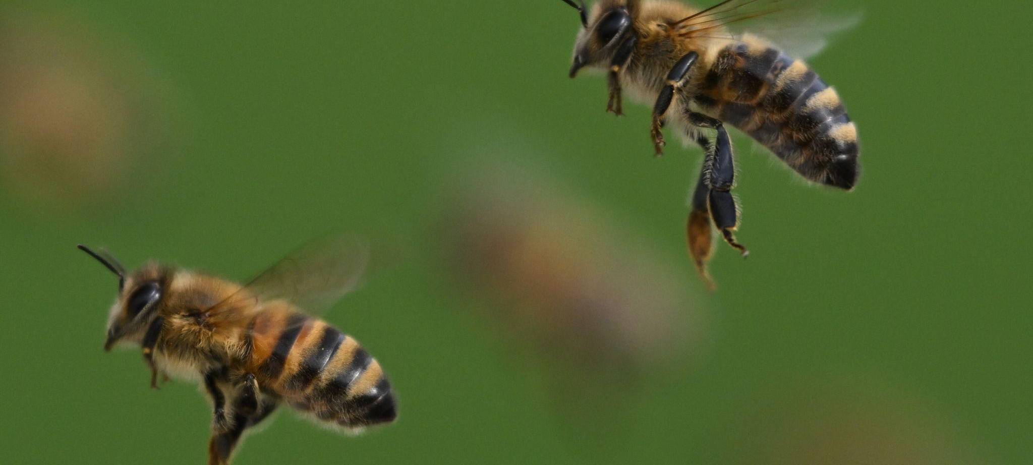 Honigbienen im Flug