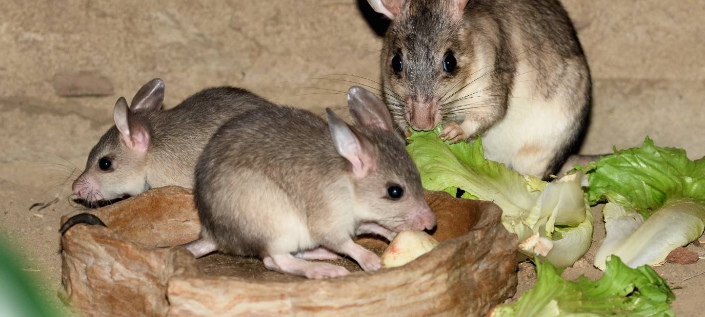 Seltene Madagaskar-Springratten im Kölner Zoo geboren