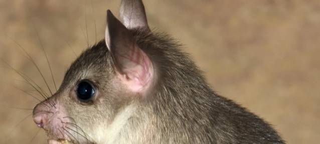 Seltene Madagaskar-Springratten im Kölner Zoo geboren