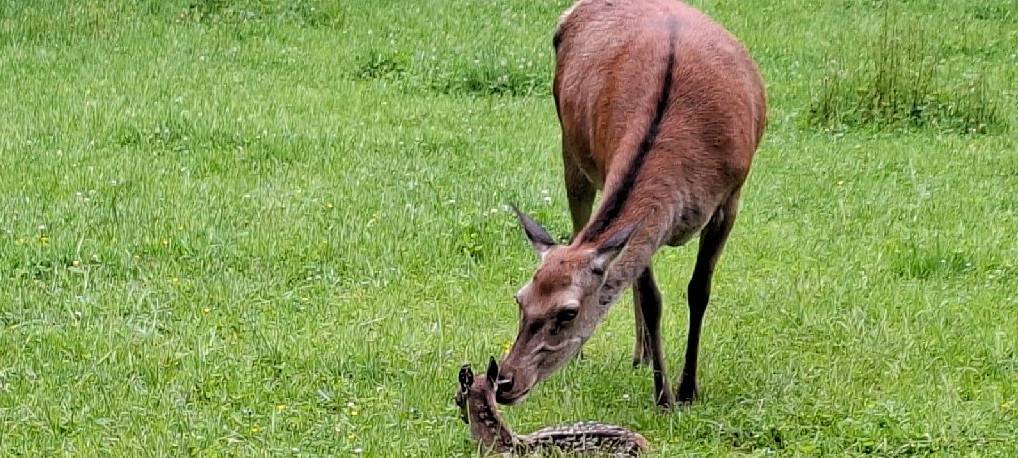 Vier kleine Rotwildkälber: Nachwuchs in der Bonner Waldau