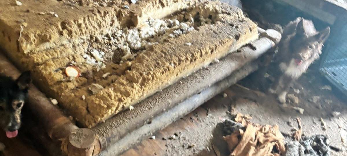Hunde lebten in Bornheim tagelang mit ihrem toten Besitzer