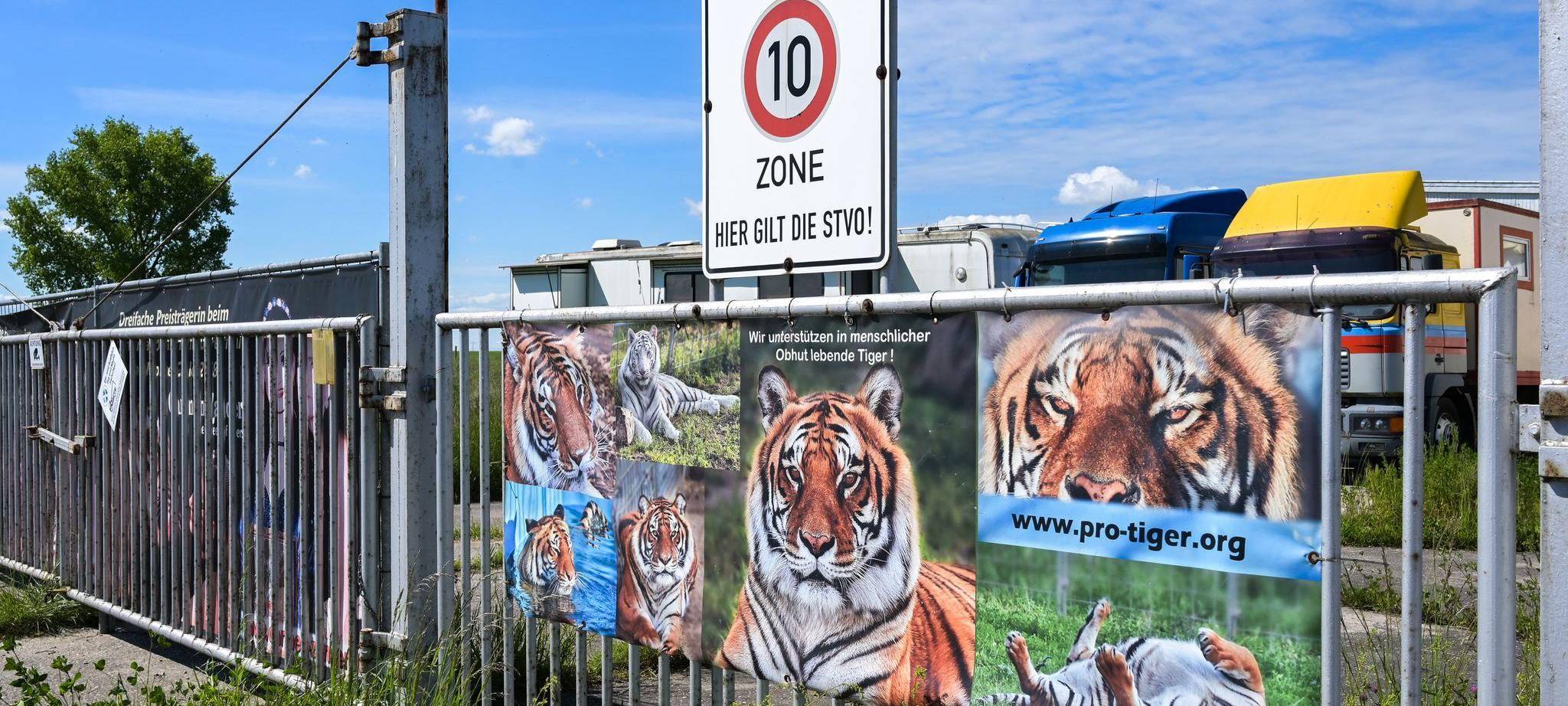 Pfleger stirbt nach Tigerangriff nahe Leipzig – Ermittlungen