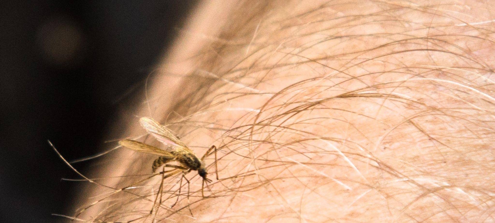 Eine Mücke sitzt auf einem Arm