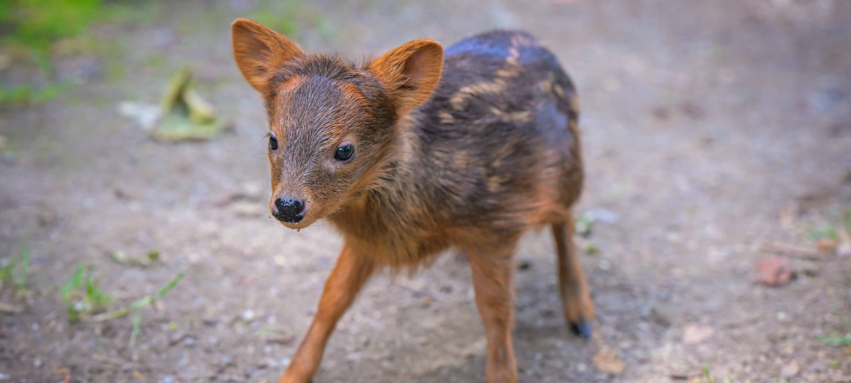 Seltenes Südpudu-Mädchen im Kölner Zoo geboren