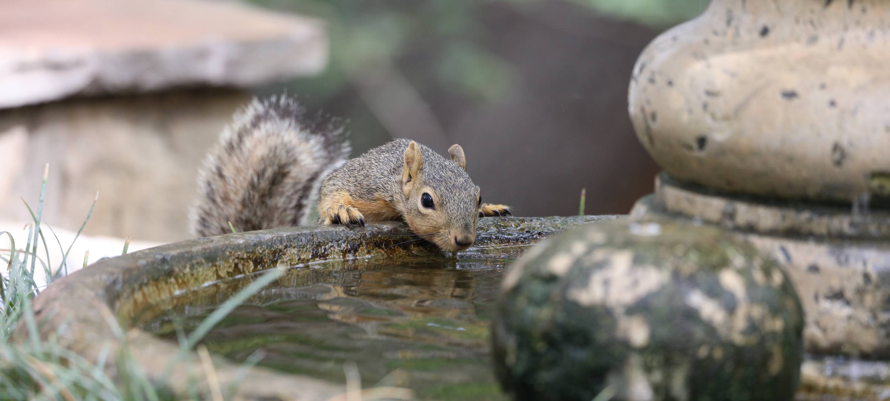Trockenheit: Wildtiere im RBRS-Land drohen zu verdursten