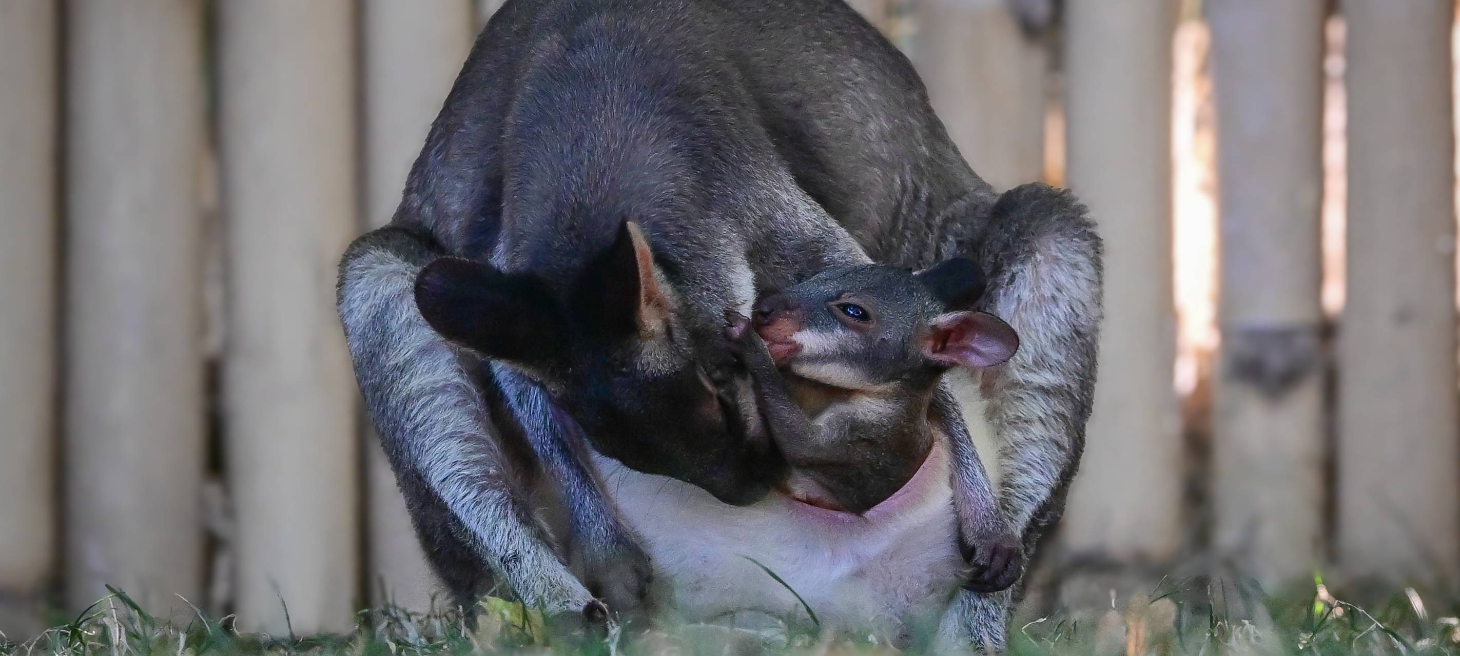 Frisch aus dem Beutel: Känguru-Nachwuchs im Kölner Zoo