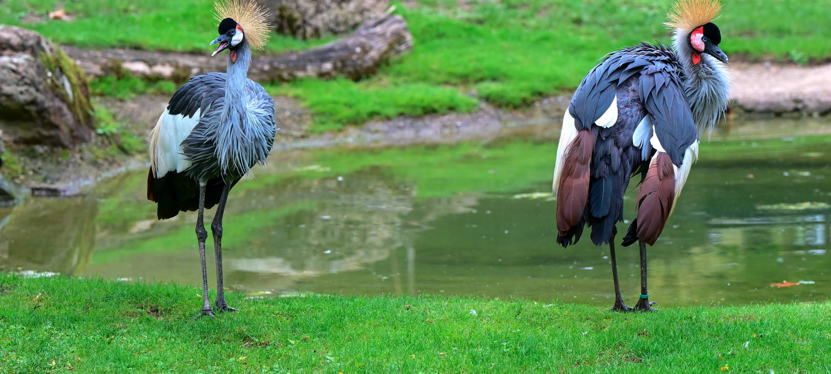 Kronenkraniche: Neuzugänge im Kölner Zoo