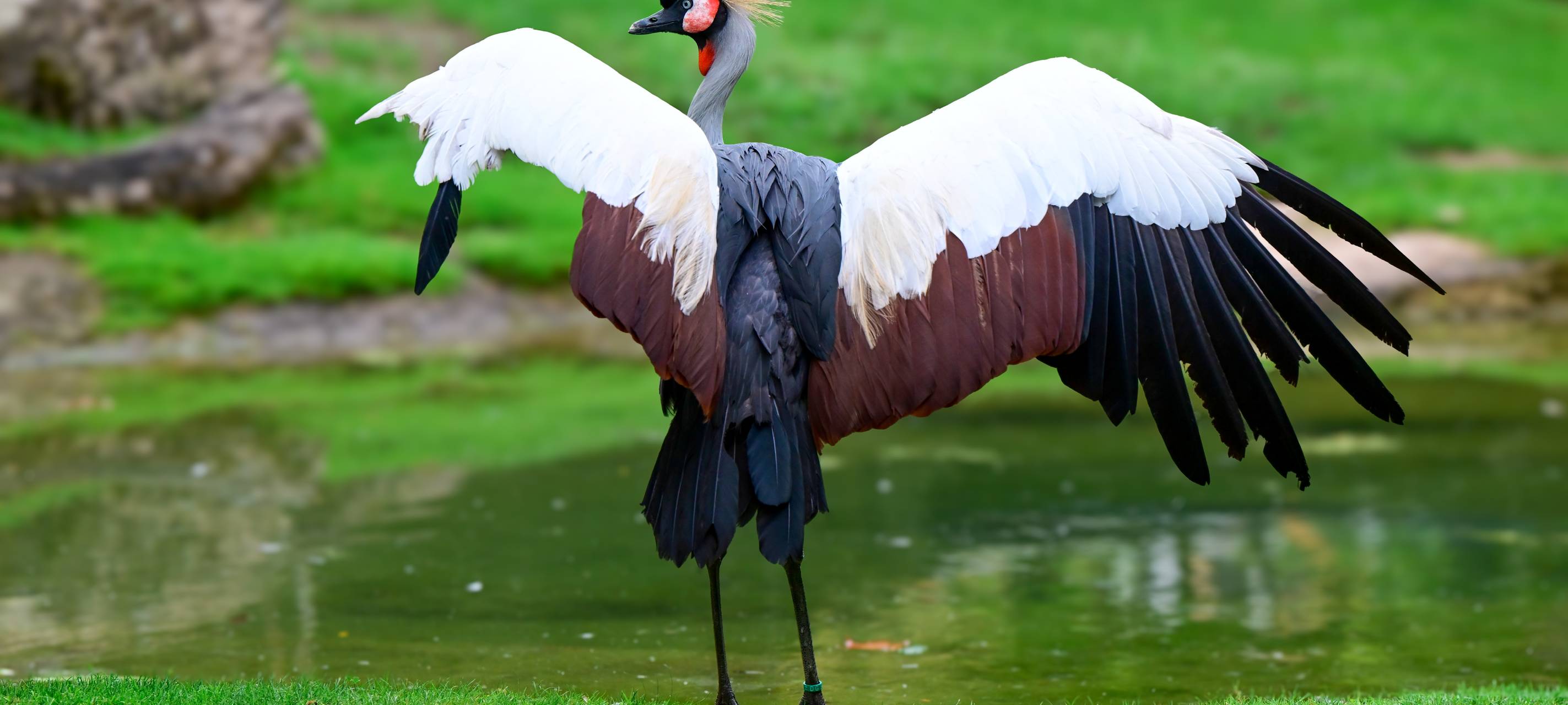 Kronenkraniche: Neuzugänge im Kölner Zoo