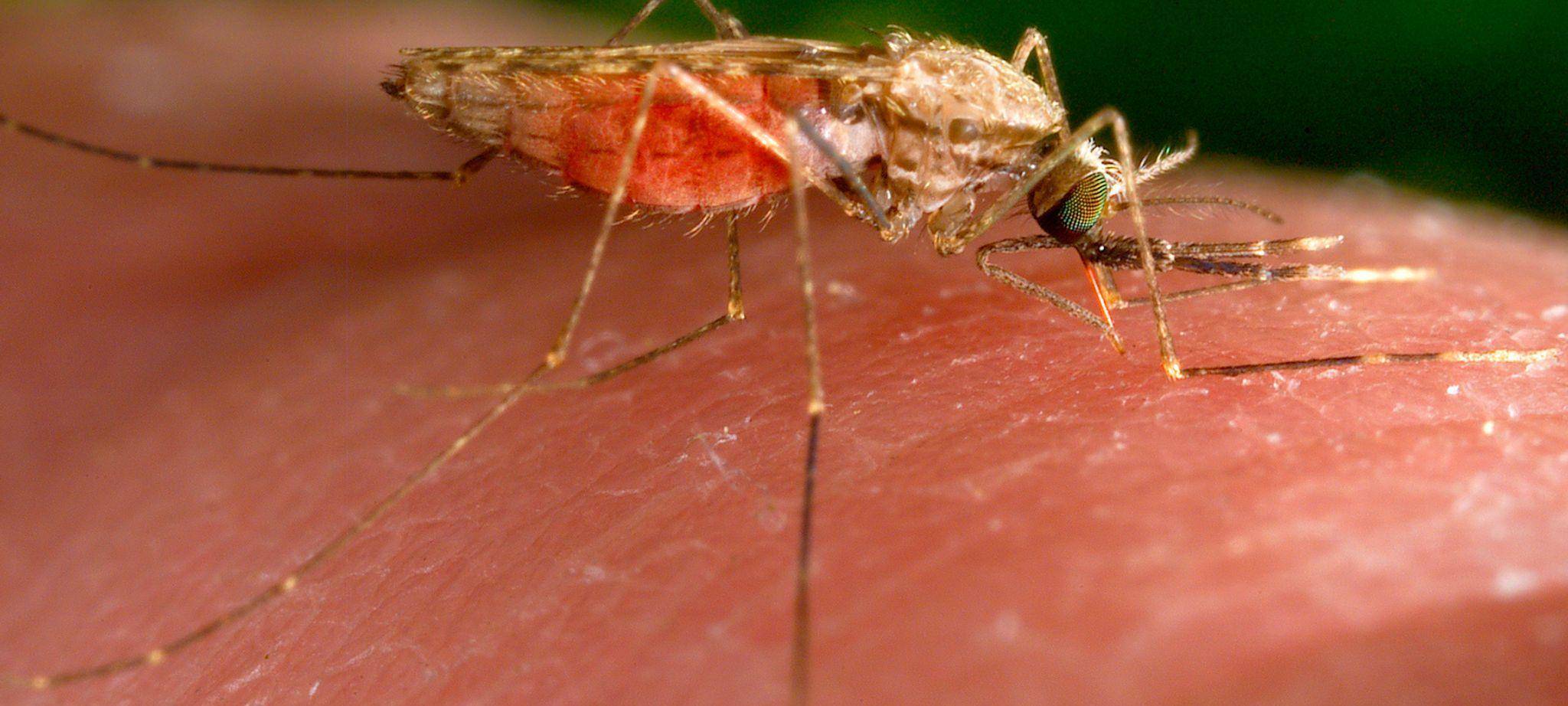 Anopheles-gambiae-Mücke