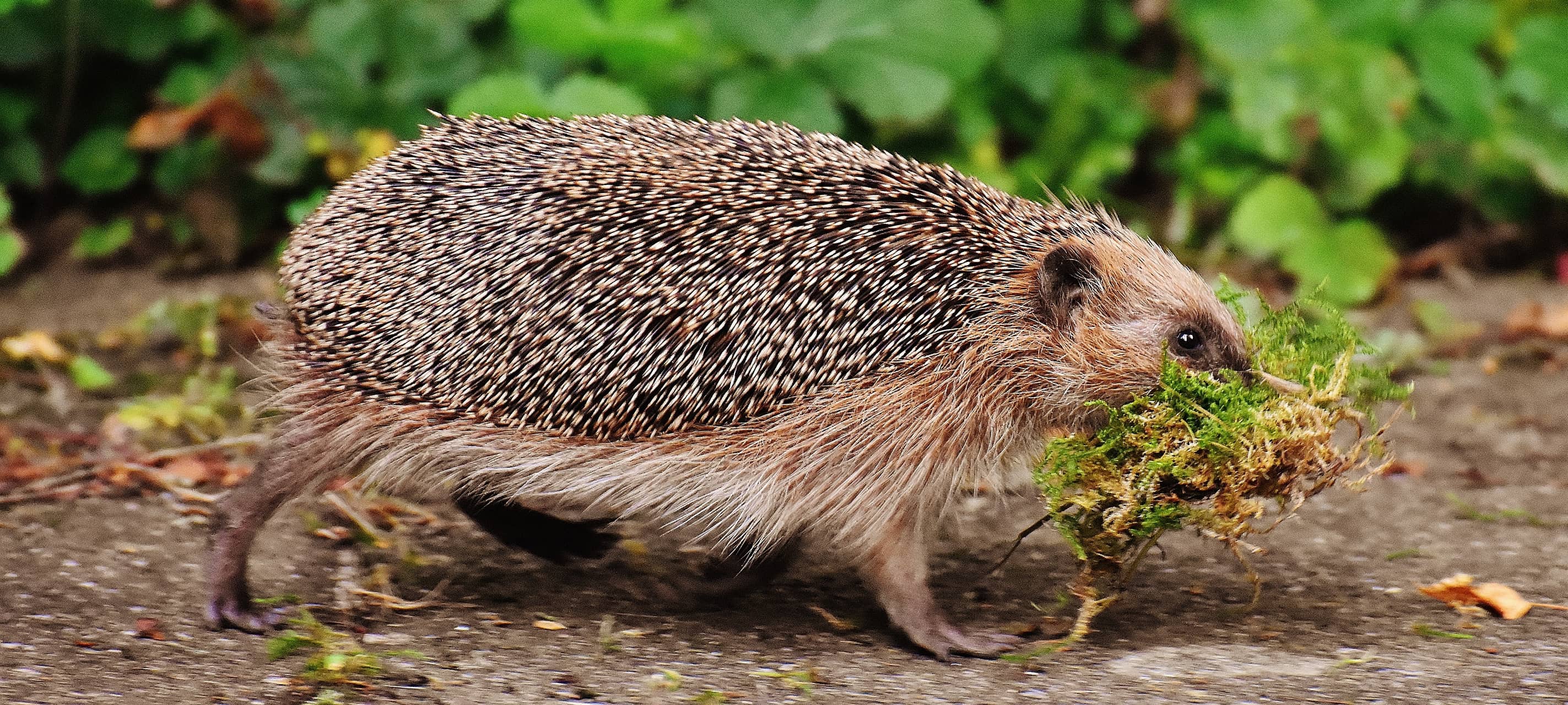 Tierschutzbund: Igeln bei Wintervorbereitungen helfen