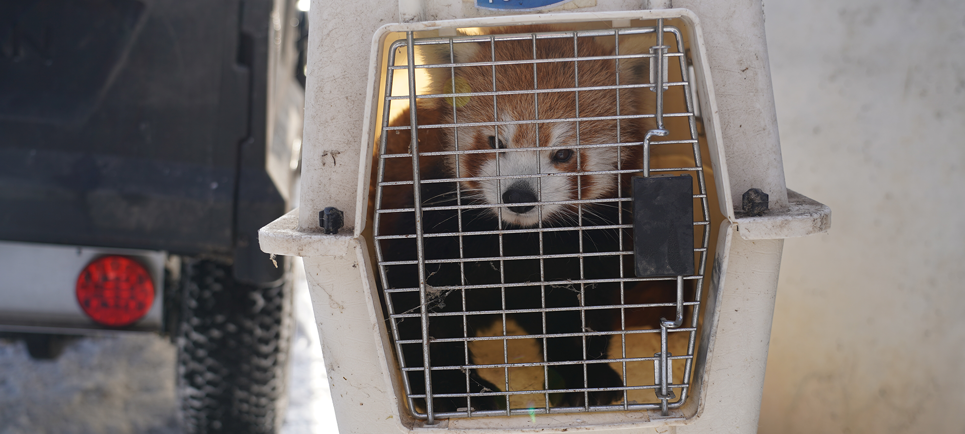 Roter Panda aus Gehege im Kölner Zoo ausgebüxt