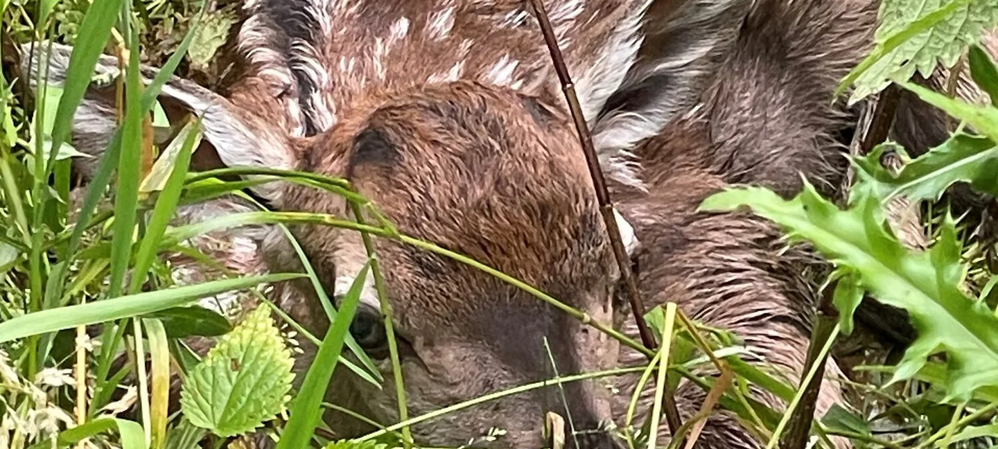 Neugeborene Kälbchen im Wildgehege auf der Bonner Waldau