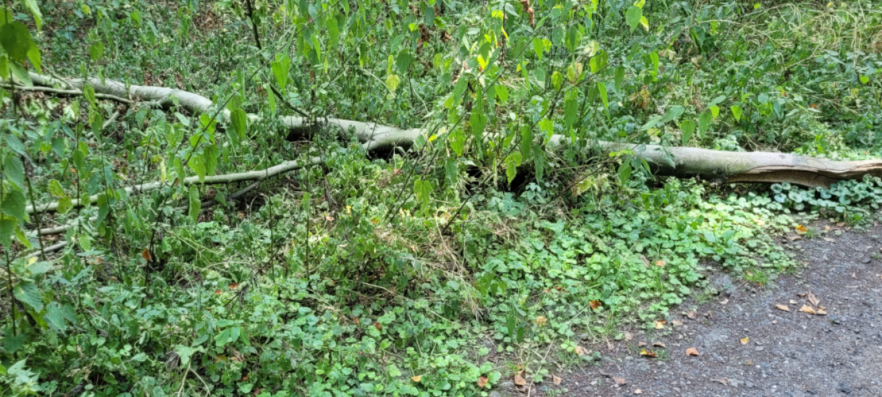 Bäume im Trockenstress