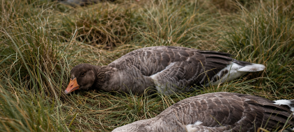 Swisttal: Vogelgrippe bei Wildgänsen nachgewiesen