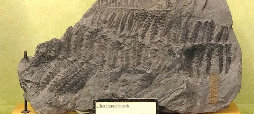 Bonn: Fossilien aus Uni-Museum gestohlen